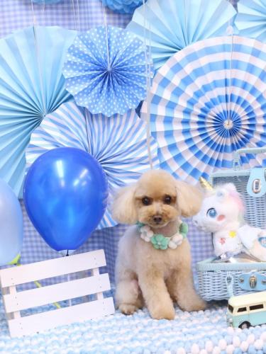 20231119こむぎちゃん